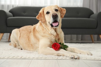 Cute Labrador Retriever with red rose flower on soft rug in room