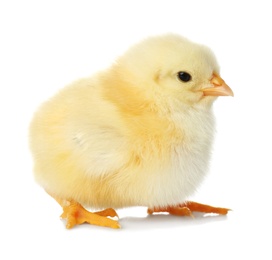 Photo of Cute fluffy baby chicken on white background. Farm animal