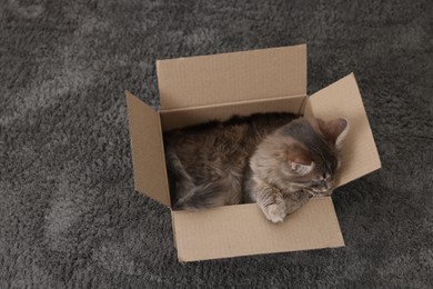 Photo of Cute fluffy cat in cardboard box on carpet, above view