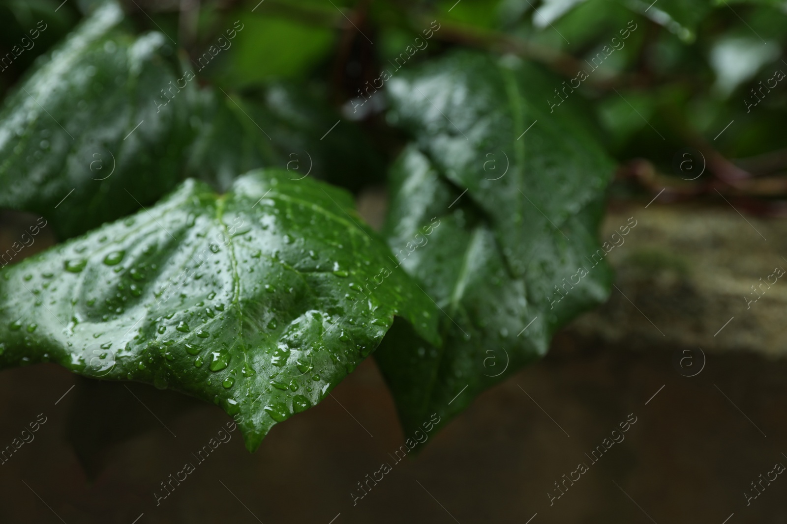 Photo of Beautiful green leaves with water drops on blurred background, closeup. Space for text