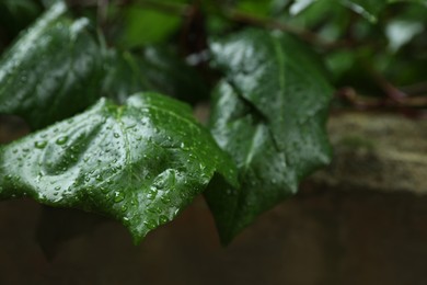Photo of Beautiful green leaves with water drops on blurred background, closeup. Space for text