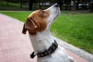 Beautiful Jack Russell Terrier in black leather dog collar outdoors