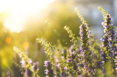 Many beautiful blooming hyssop plants outdoors, closeup