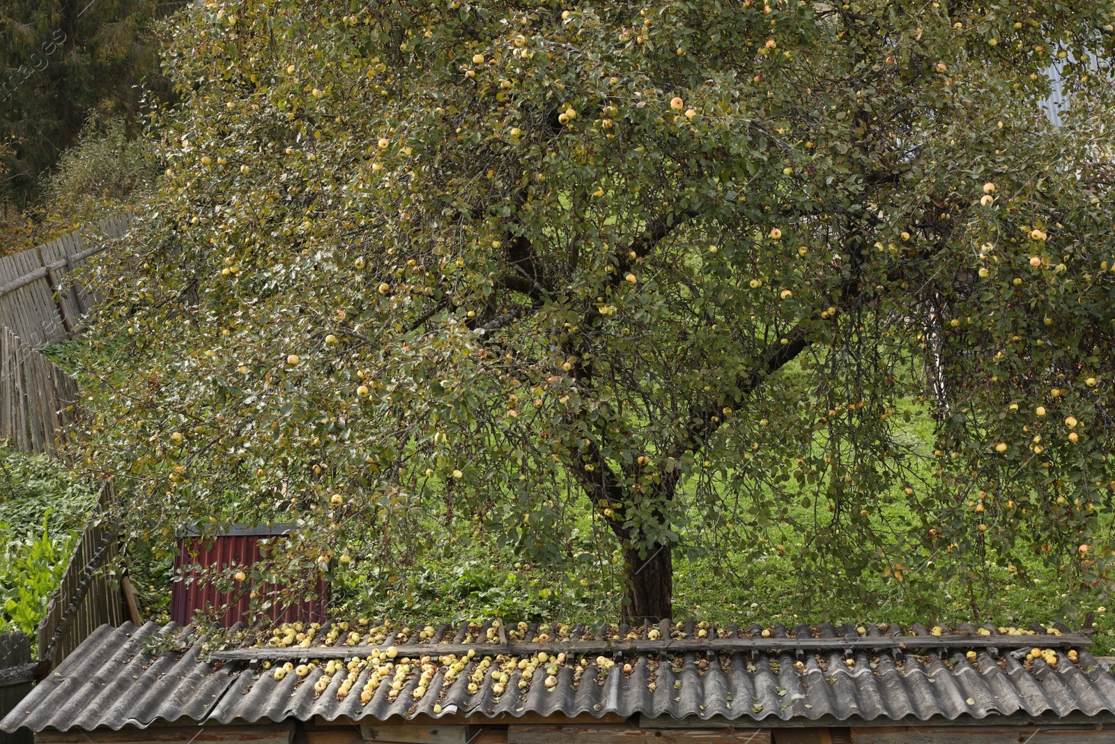 Photo of Beautiful apple tree growing in garden on autumn day