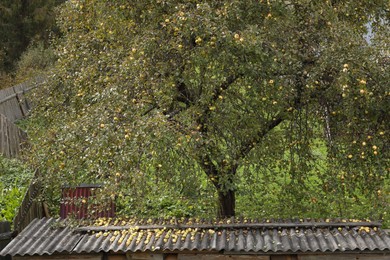 Beautiful apple tree growing in garden on autumn day