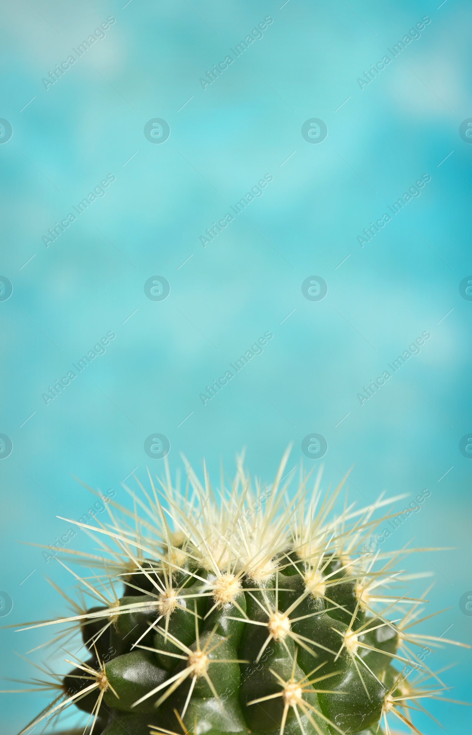 Photo of Beautiful cactus on color background