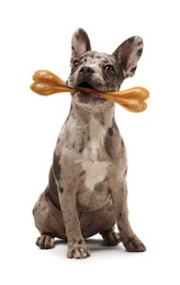 Cute French Bulldog holding bone in mouth on white background