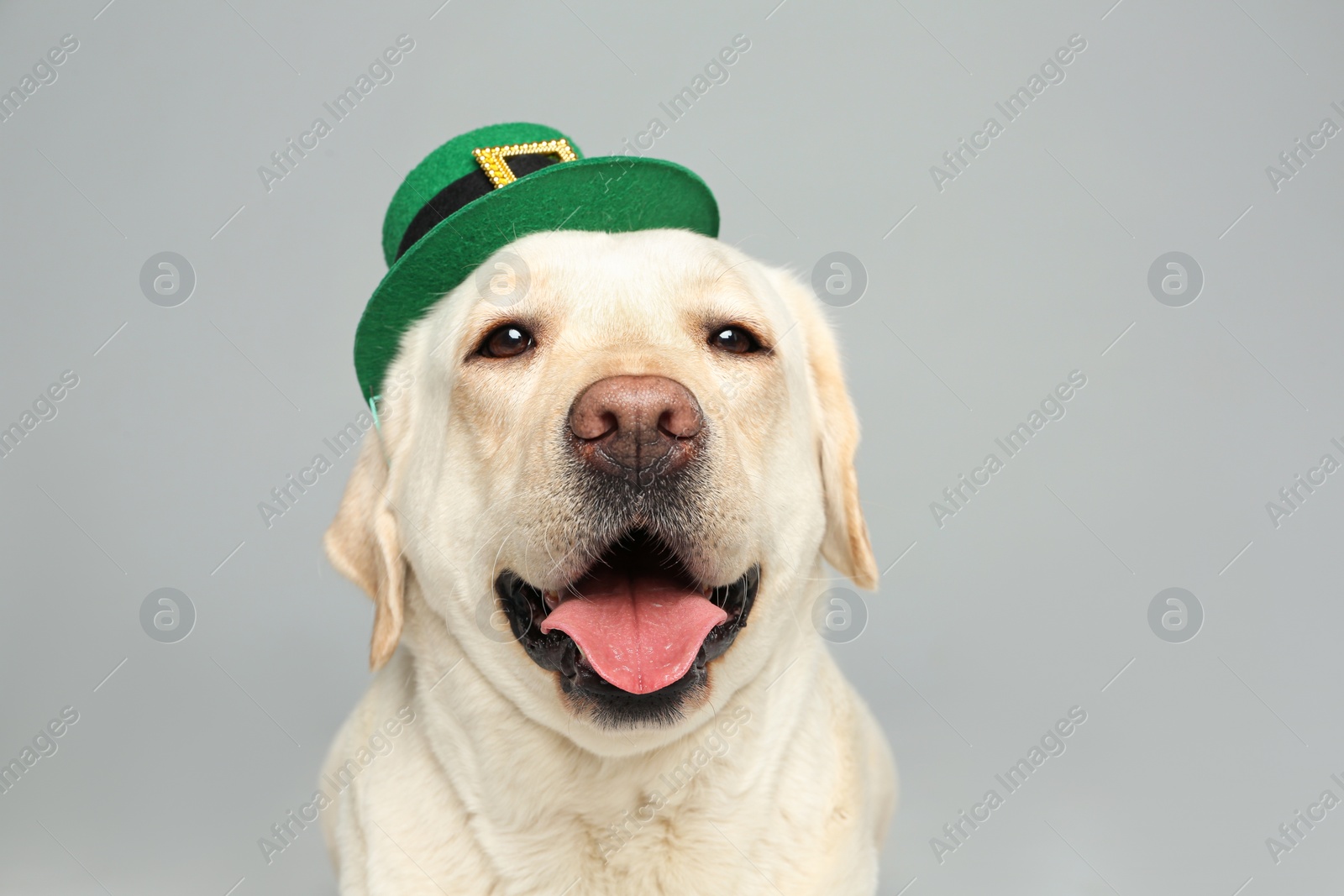 Photo of Labrador retriever with leprechaun hat on light grey background. St. Patrick's day