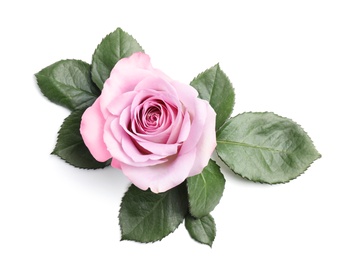 Photo of Beautiful blooming rose flower on white background, top view