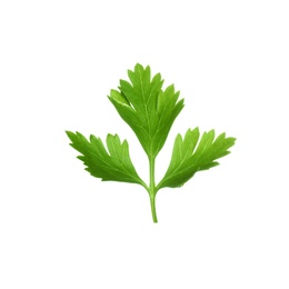 Fresh green organic parsley on white background