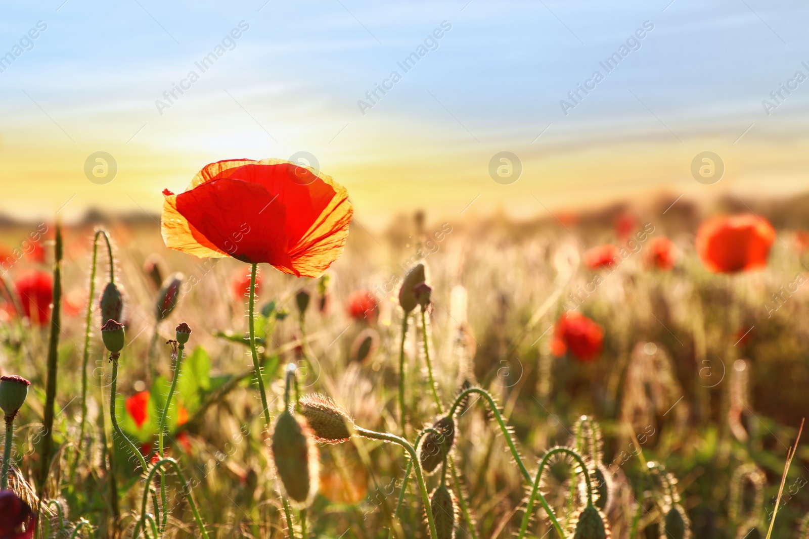 Photo of Beautiful blooming poppy in field at sunset. Space for text