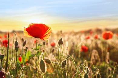 Photo of Beautiful blooming poppy in field at sunset. Space for text