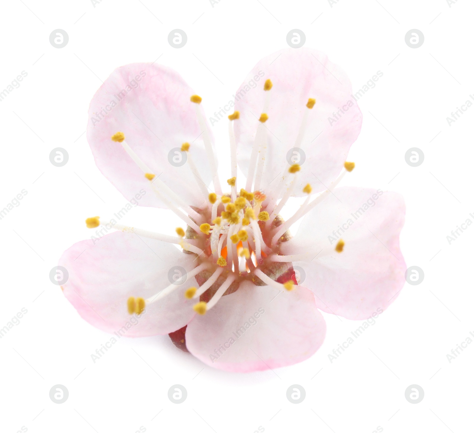 Photo of Beautiful apricot tree blossom on white background. Springtime