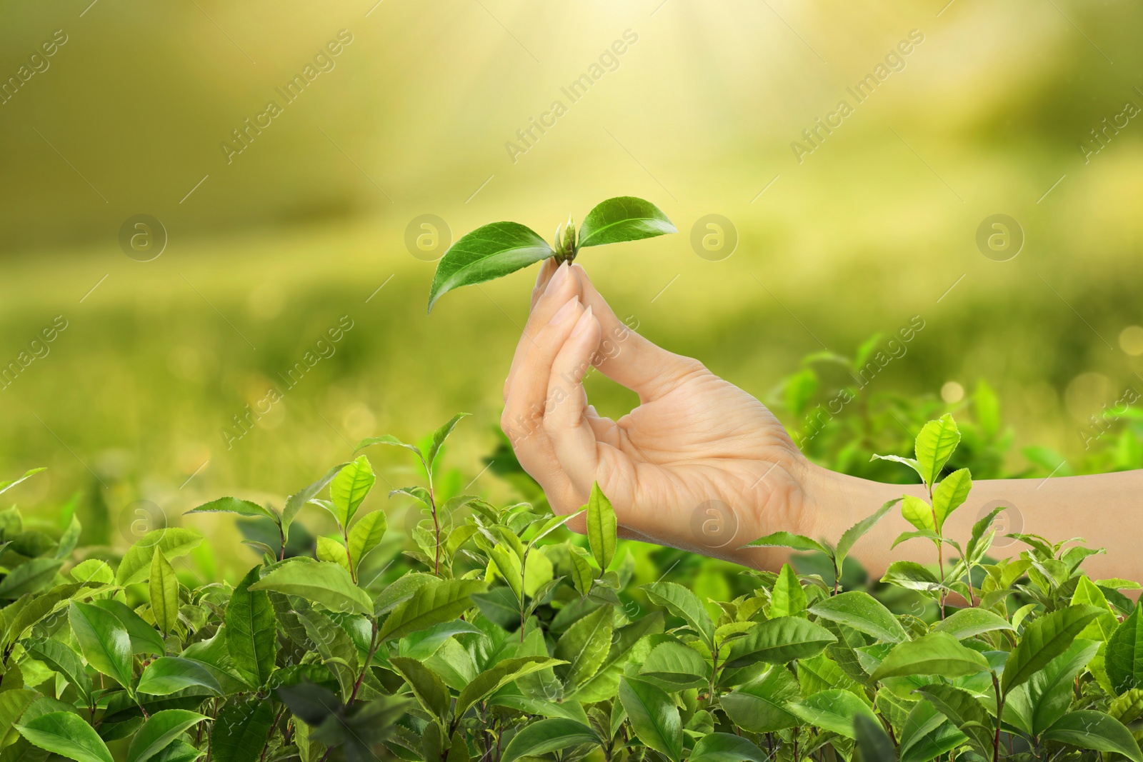 Image of Tea plantation. Woman holding twig with fresh green leaves, closeup