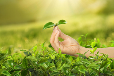 Tea plantation. Woman holding twig with fresh green leaves, closeup