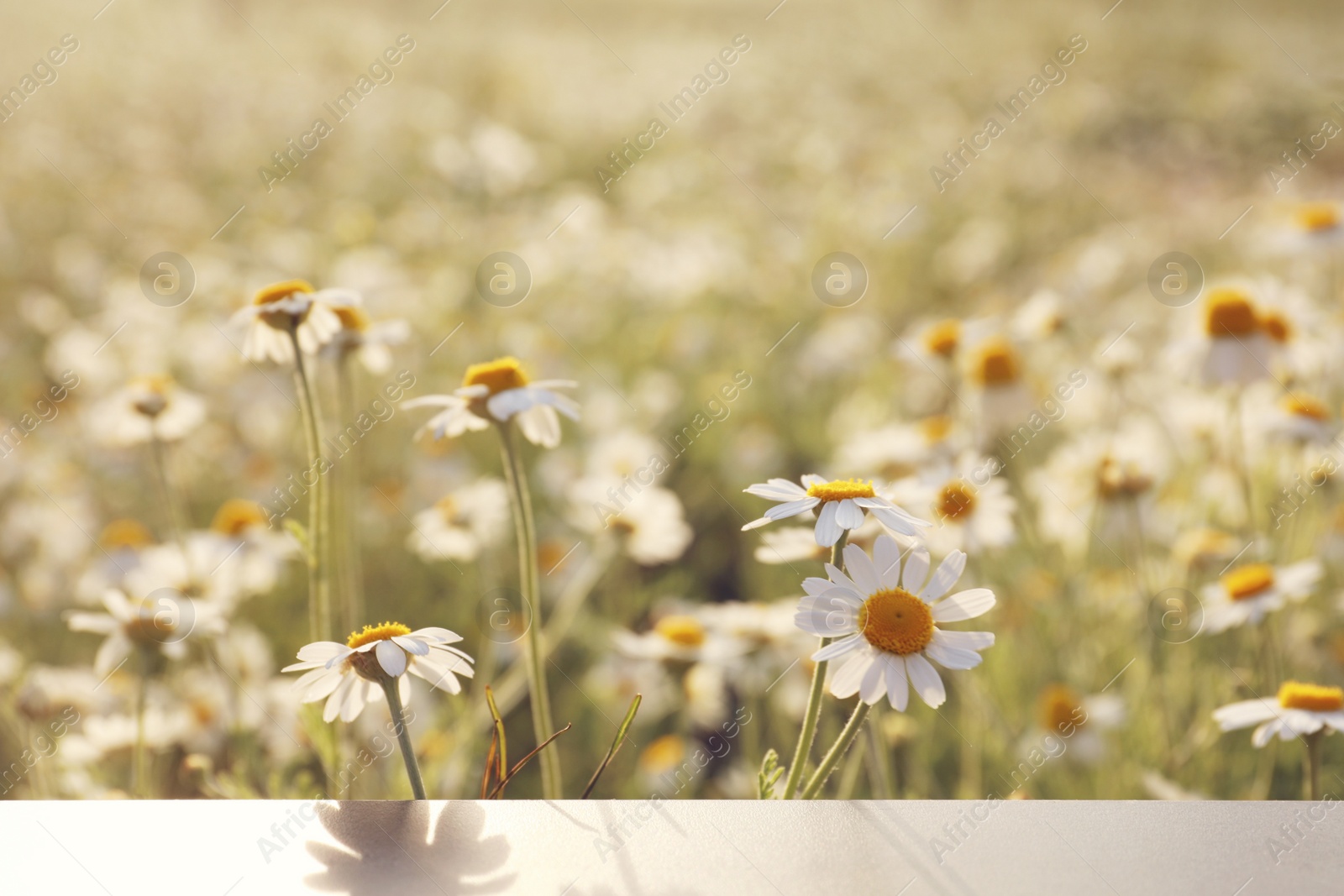 Photo of Closeup view of table in chamomile field on sunny day