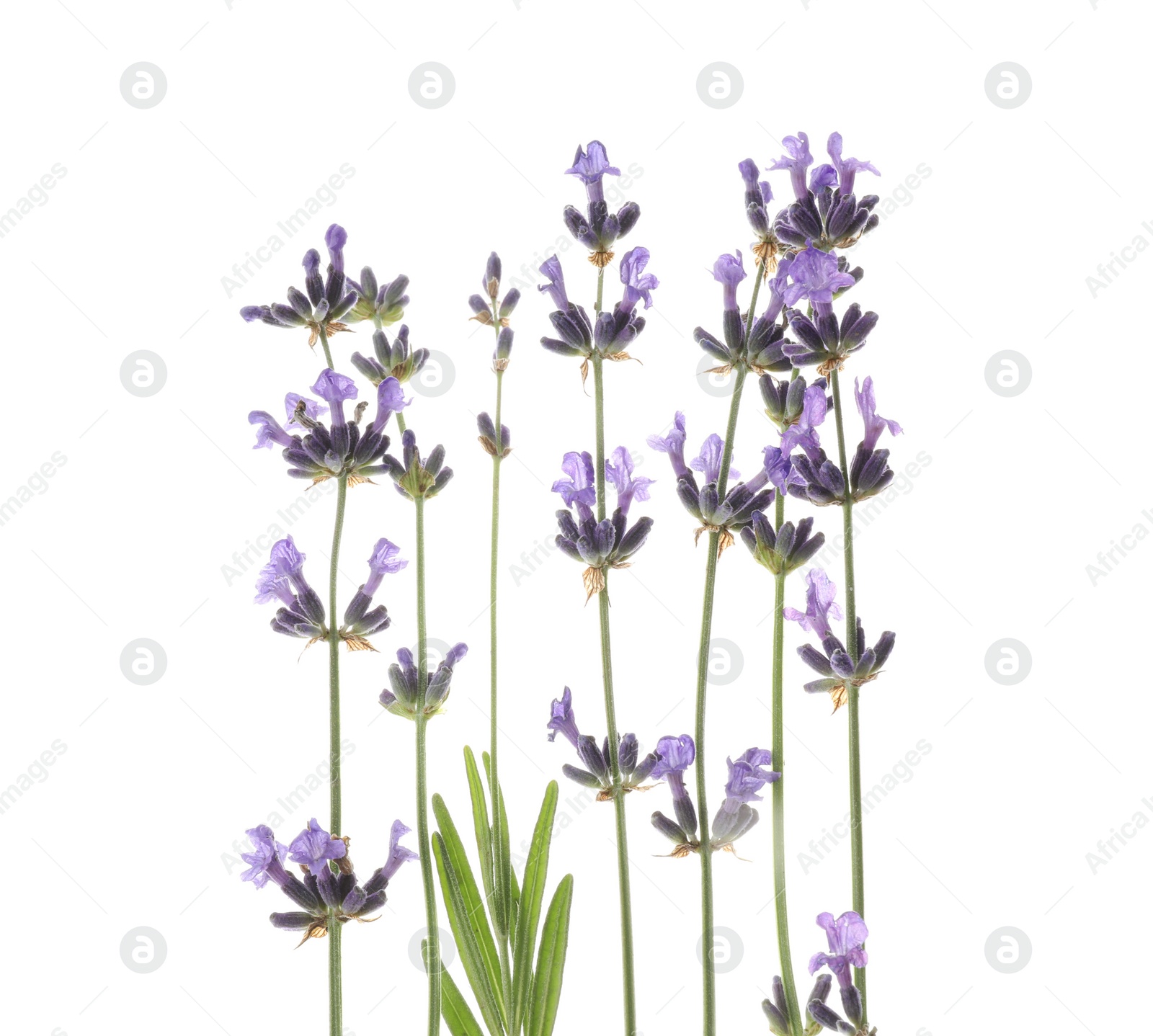 Photo of Beautiful fresh lavender flowers isolated on white