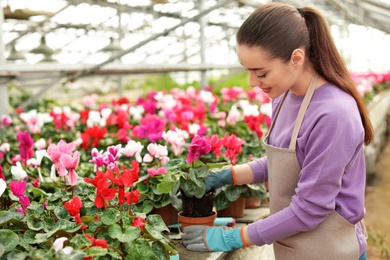 Photo of Young woman potting flowers in greenhouse. Home gardening