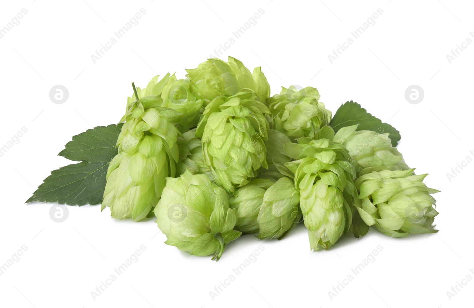 Photo of Fresh ripe green hops on white background