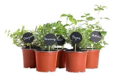 Different aromatic potted herbs isolated on white