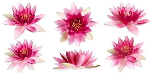 Set of beautiful lotus flowers on white background. Banner design 