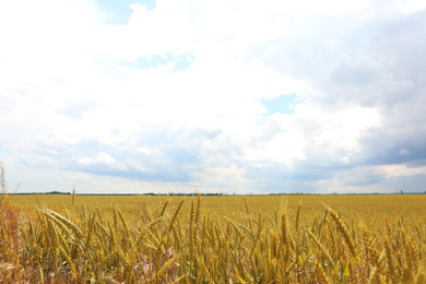 Photo of Agricultural field with ripening cereal crop on cloudy day