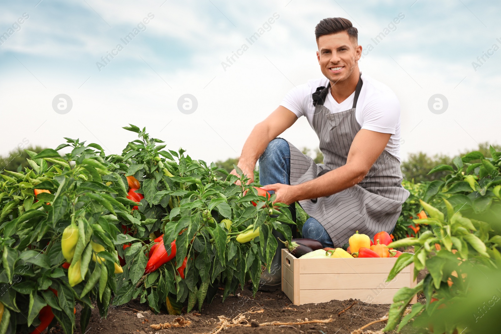 Photo of Farmer taking bell pepper from bush in field. Harvesting time