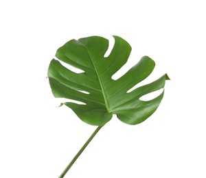 Leaf of tropical monstera plant isolated on white