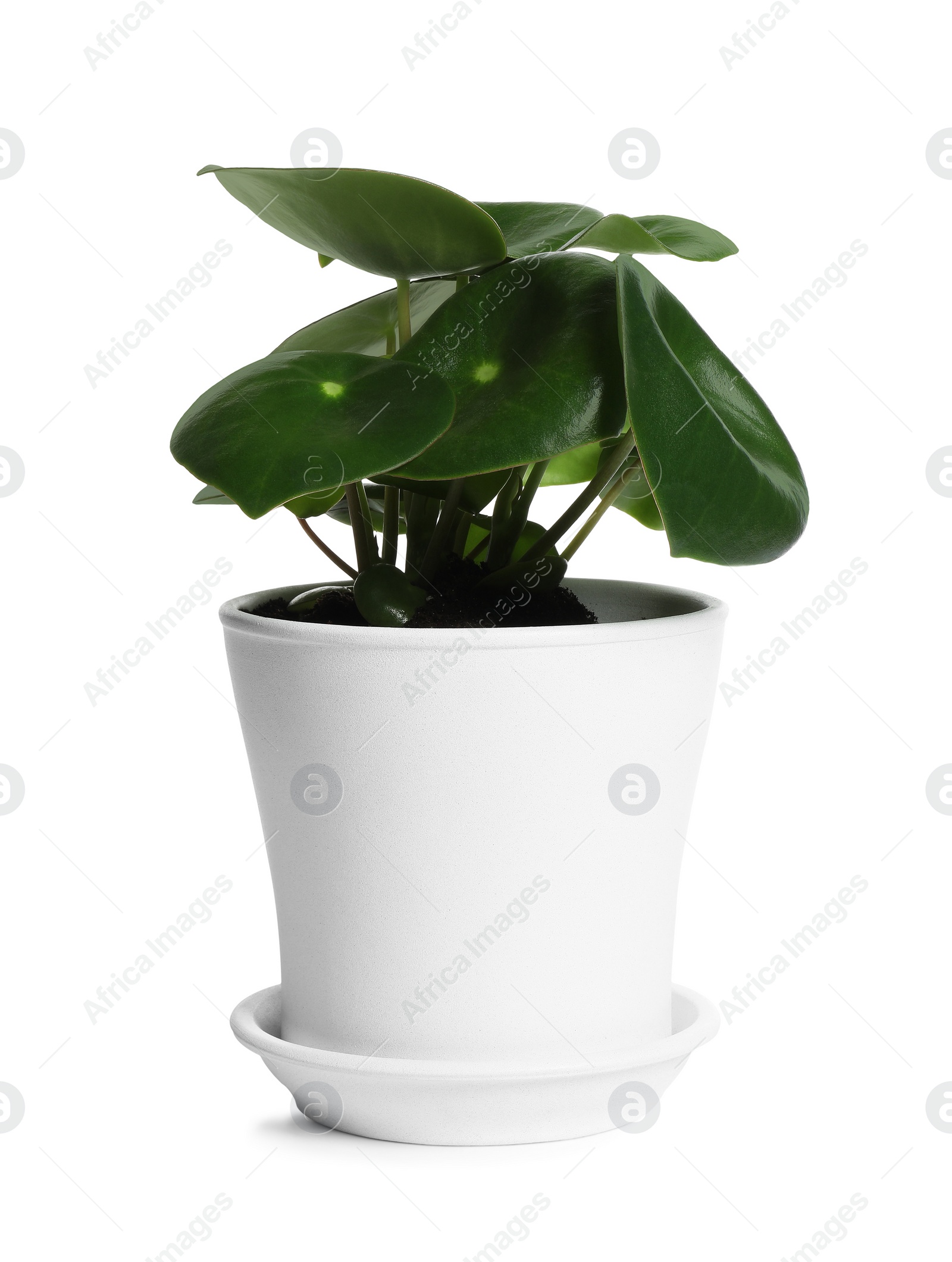 Photo of Pot with peperomia plant isolated on white. Home decor