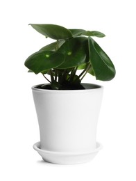 Pot with peperomia plant isolated on white. Home decor