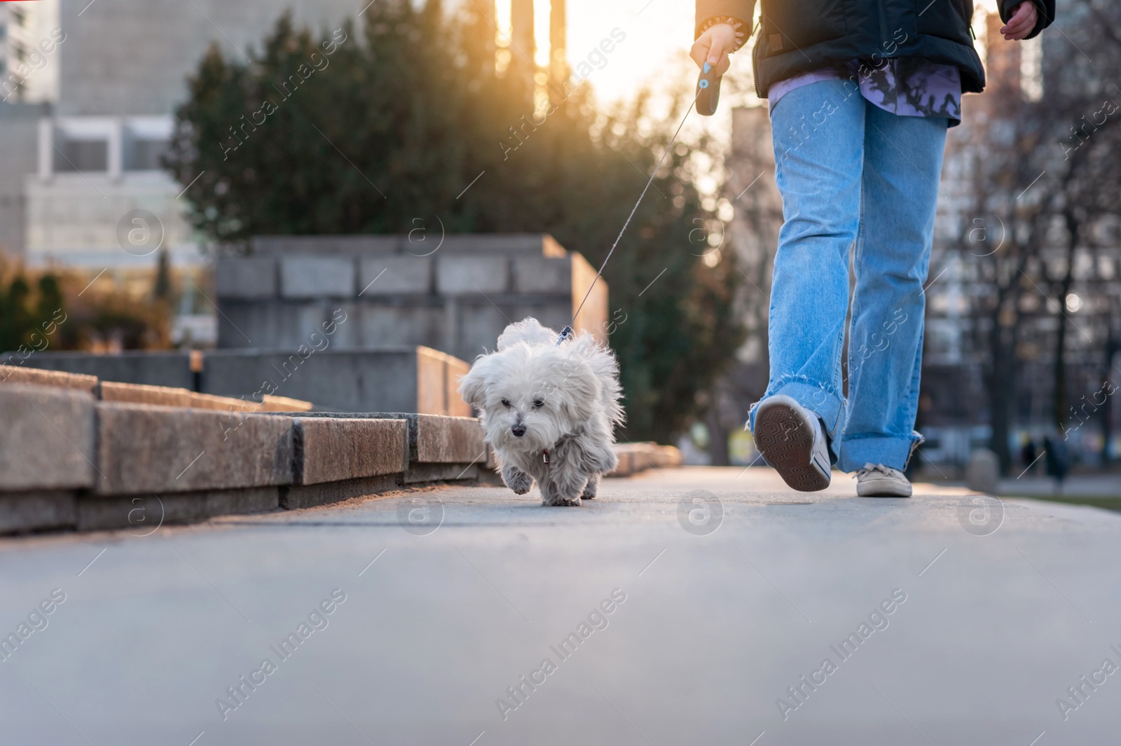 Photo of Girl with cute Maltese dog outdoors on sunny day, closeup