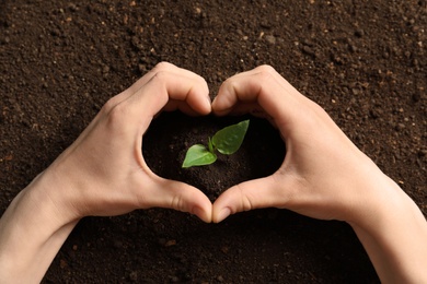 Photo of Woman making heart with her hands and young seedling on soil, top view