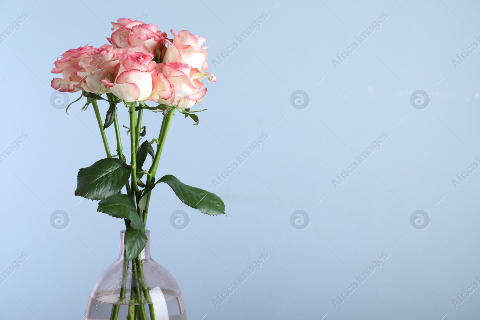 Photo of Vase with beautiful pink roses on light blue background. Space for text