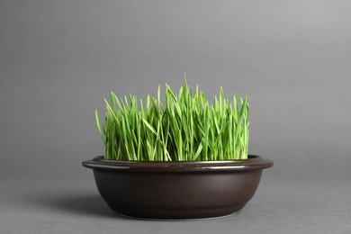 Bowl with fresh wheat grass on grey background