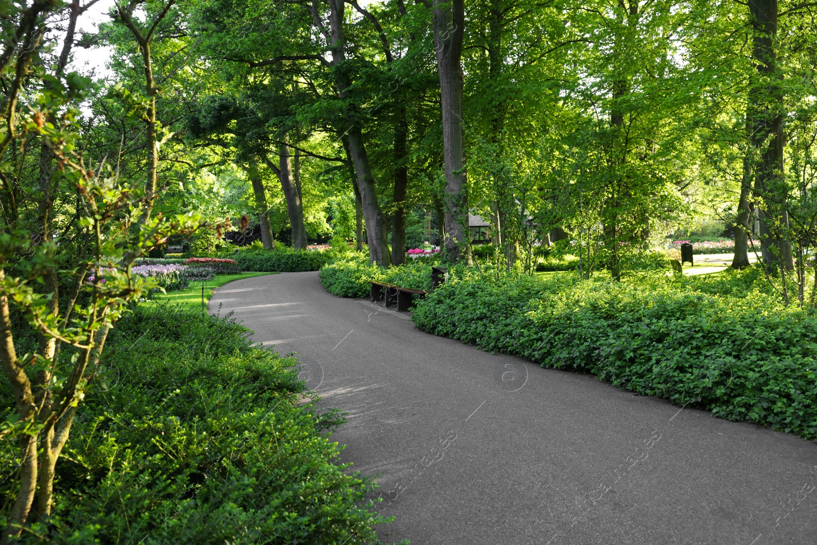 Photo of Park with variety of beautiful plants and pathway on sunny day. Spring season