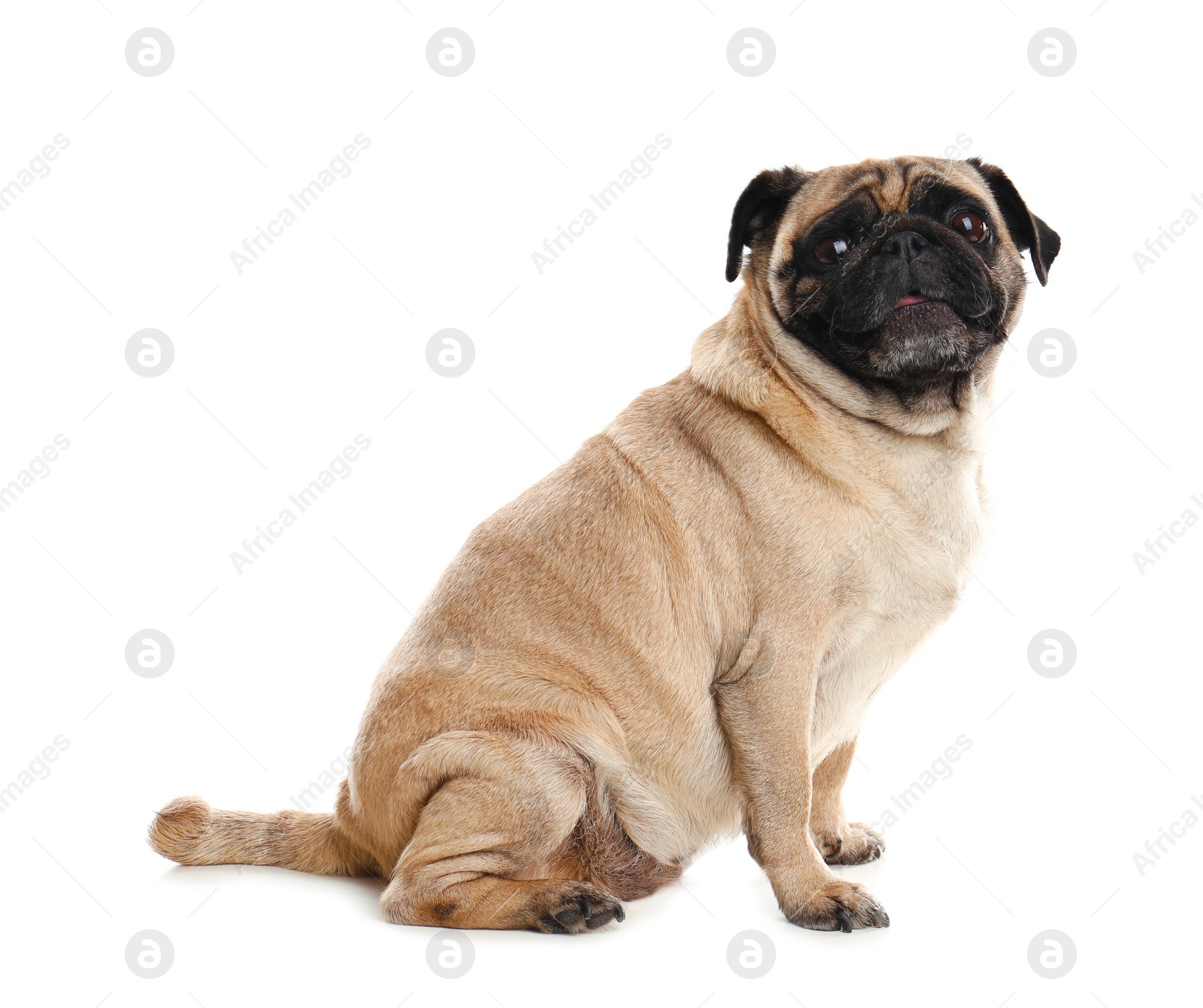 Photo of Happy cute pug dog isolated on white