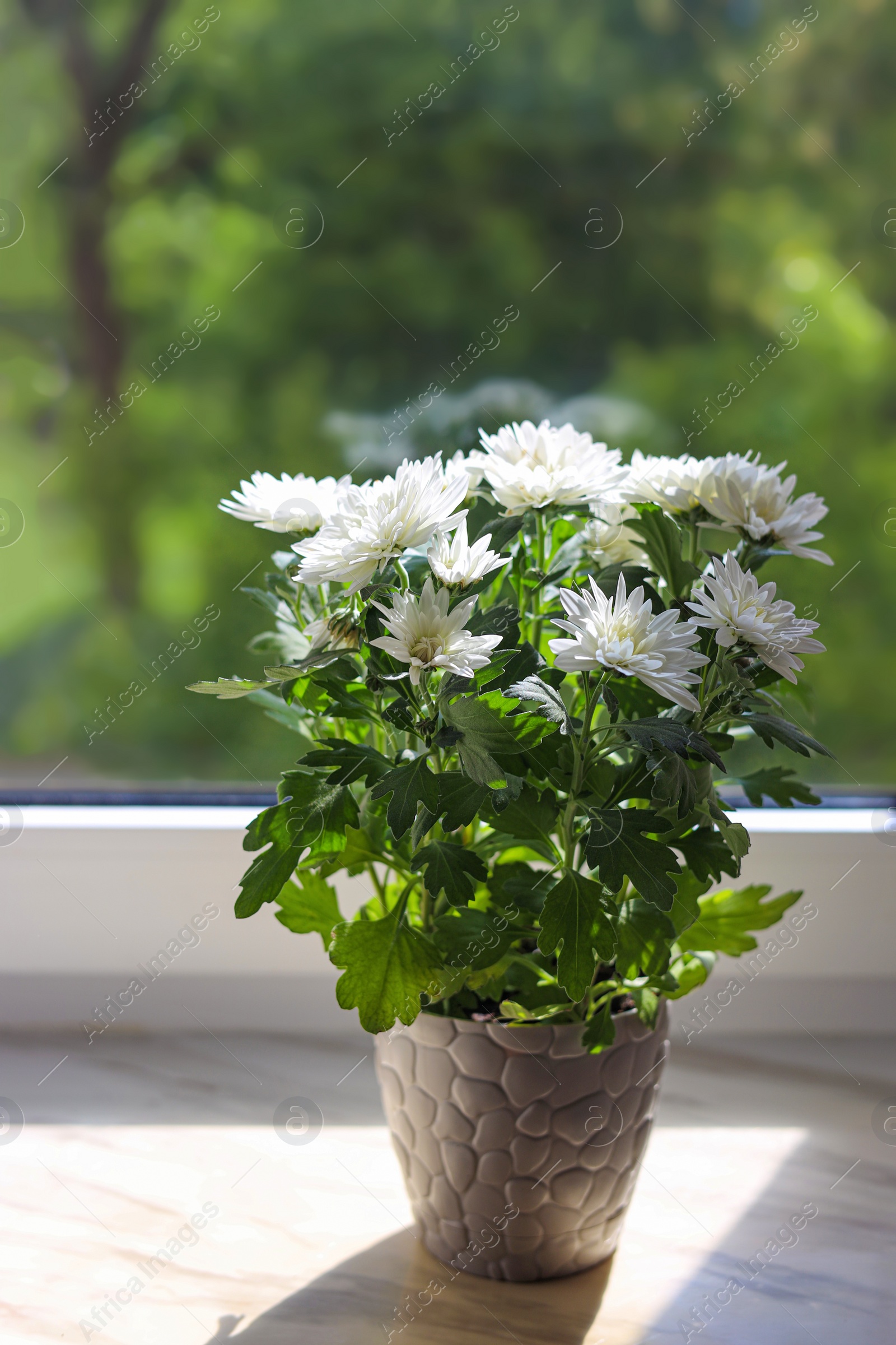 Photo of Beautiful potted chrysanthemum flowers on white window sill indoors