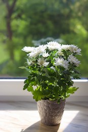 Beautiful potted chrysanthemum flowers on white window sill indoors