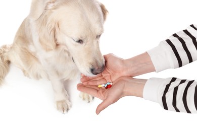 Woman giving different pills to cute dog on white background, closeup. Vitamins for animal