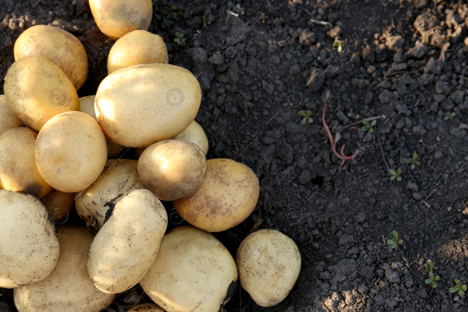 Photo of Pile of ripe potatoes on ground outdoors, top view. Space for text