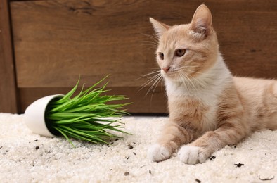 Cute ginger cat near overturned houseplant on carpet at home