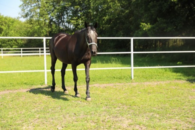 Photo of Dark bay horse in paddock on sunny day. Beautiful pet