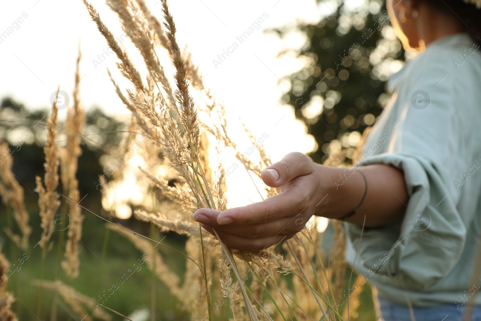 Photo of Woman walking through meadow and touching reed grass at sunset, closeup