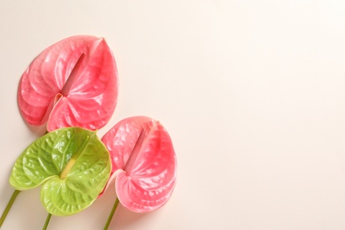 Photo of Tropical flowers on light background, top view. Creative composition