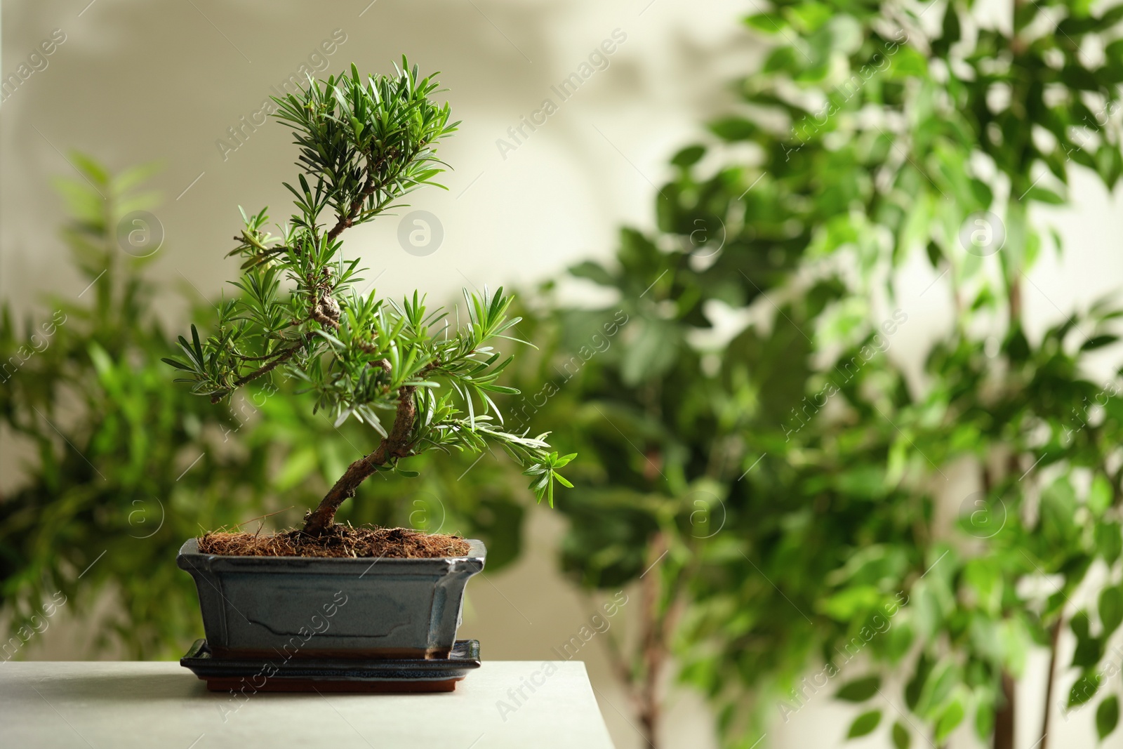 Photo of Japanese bonsai plant on light table, space for text. Creating zen atmosphere at home