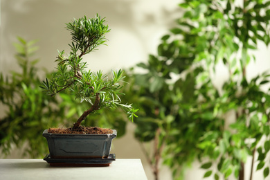 Japanese bonsai plant on light table, space for text. Creating zen atmosphere at home