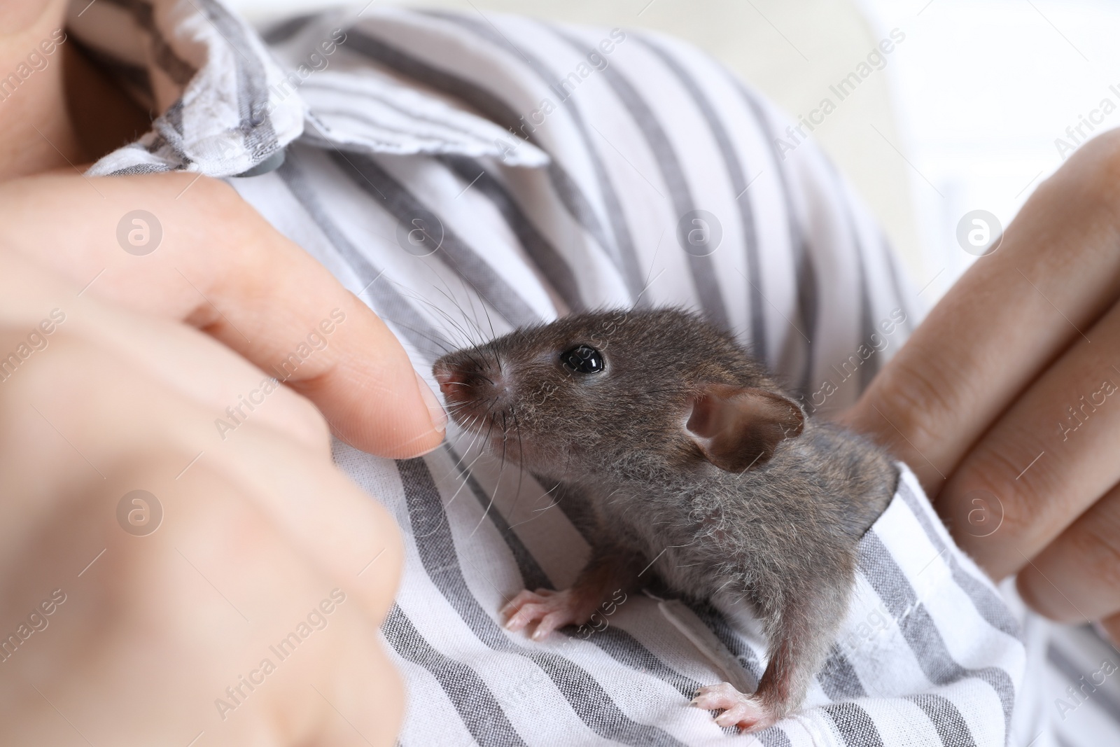 Photo of Woman with cute small rat in shirt pocket, closeup view