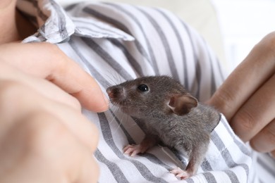 Photo of Woman with cute small rat in shirt pocket, closeup view