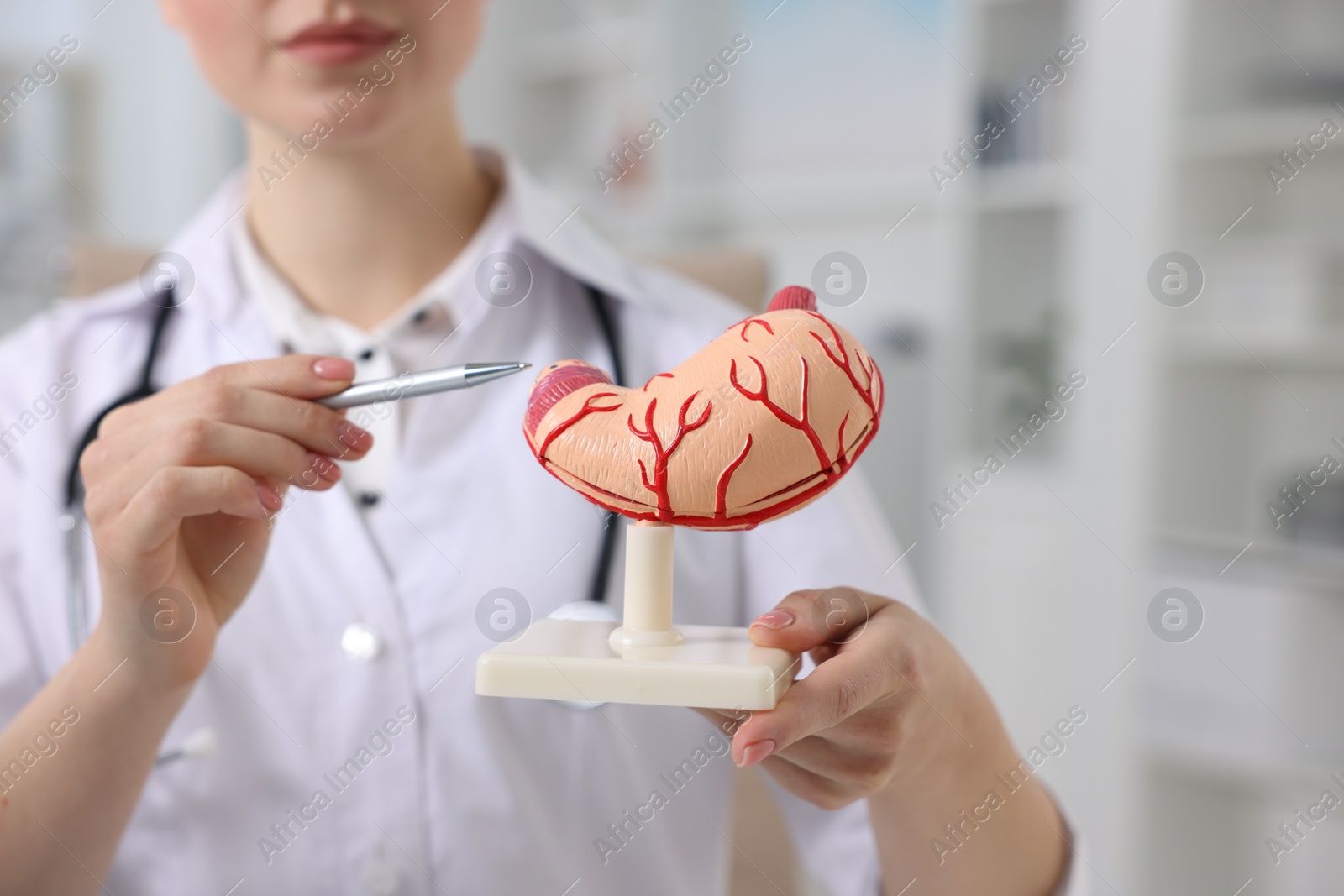 Photo of Gastroenterologist showing human stomach model in clinic, closeup