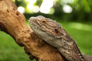 Bearded lizard (Pogona barbata) on tree branch, closeup. Exotic pet